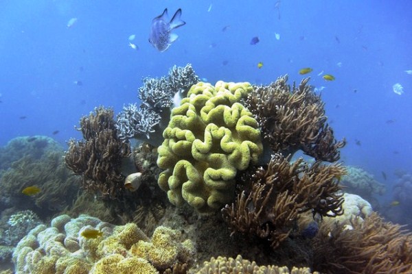 Le creme solari massacrano le barriere coralline